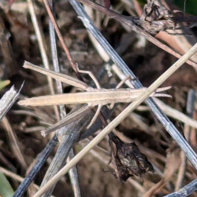 Keyacris scurra (Key's Matchstick Grasshopper) at Gundary TSR - 29 Jun 2024 by HelenCross