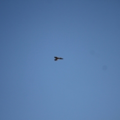 Falco cenchroides (Nankeen Kestrel) at Ginninderry Conservation Corridor - 28 Jun 2024 by VanceLawrence