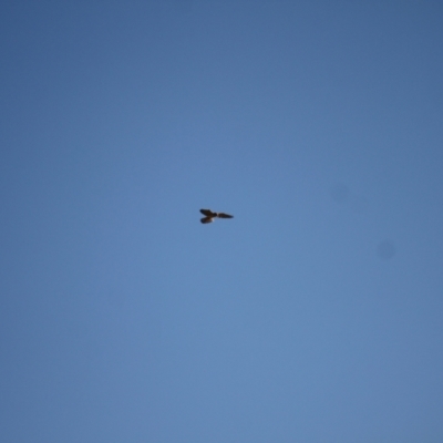 Falco cenchroides (Nankeen Kestrel) at Ginninderry Conservation Corridor - 28 Jun 2024 by VanceLawrence