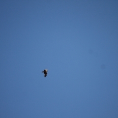 Falco cenchroides at Ginninderry Conservation Corridor - 28 Jun 2024