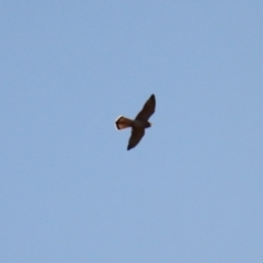 Falco cenchroides at Ginninderry Conservation Corridor - 28 Jun 2024