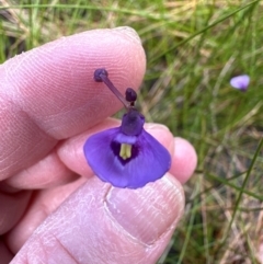 Utricularia dichotoma (Fairy Aprons, Purple Bladderwort) at Budderoo National Park - 29 Jun 2024 by lbradley