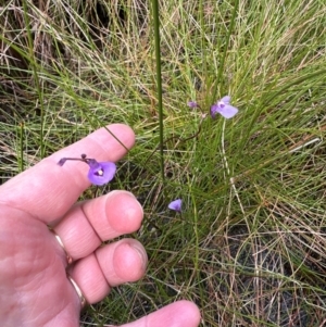 Utricularia dichotoma at Budderoo National Park - 29 Jun 2024