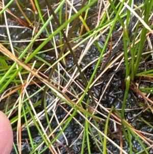 Utricularia dichotoma at Budderoo National Park - 29 Jun 2024 12:08 PM