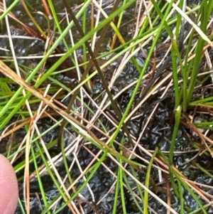 Utricularia dichotoma at Budderoo National Park - 29 Jun 2024