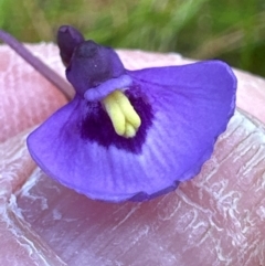 Utricularia dichotoma at Budderoo National Park - 29 Jun 2024 12:08 PM