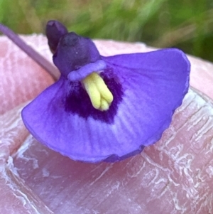 Utricularia dichotoma at Budderoo National Park - 29 Jun 2024