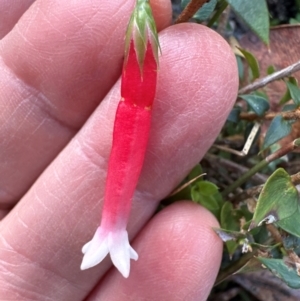 Epacris longiflora at Budderoo National Park - 29 Jun 2024