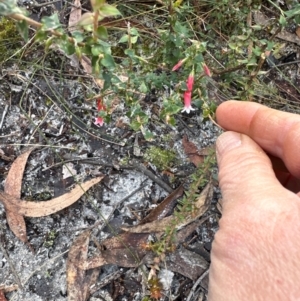Epacris longiflora at Budderoo National Park - 29 Jun 2024 11:58 AM