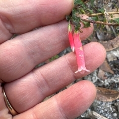 Epacris longiflora at Budderoo National Park - 29 Jun 2024 11:58 AM