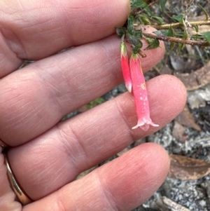 Epacris longiflora at Budderoo National Park - 29 Jun 2024 11:58 AM