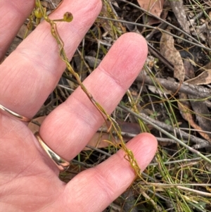 Cassytha glabella at Budderoo National Park - 29 Jun 2024 11:52 AM