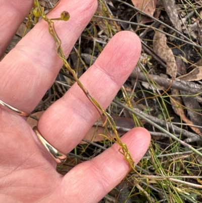 Cassytha glabella (Slender Devil's Twine) at Budderoo National Park - 29 Jun 2024 by lbradley