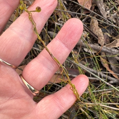 Cassytha glabella (Slender Devil's Twine) at Budderoo National Park - 29 Jun 2024 by lbradley