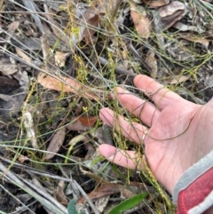 Cassytha glabella at Budderoo National Park - 29 Jun 2024