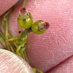 Cassytha glabella at Budderoo National Park - 29 Jun 2024