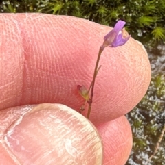 Utricularia lateriflora (Small Bladderwort) at Budderoo National Park - 29 Jun 2024 by lbradley