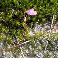 Utricularia lateriflora at Budderoo National Park - suppressed