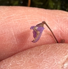 Utricularia lateriflora at Budderoo National Park - suppressed