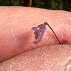 Utricularia lateriflora at Budderoo National Park - 29 Jun 2024