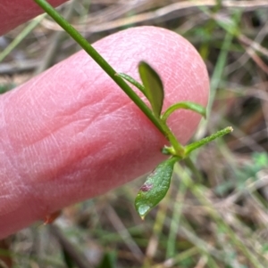 Actinotus minor at Budderoo National Park - 29 Jun 2024