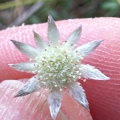 Actinotus minor at Budderoo National Park - 29 Jun 2024