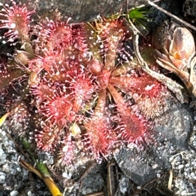 Drosera sp. (A Sundew) at Barren Grounds Nature Reserve - 29 Jun 2024 by lbradley