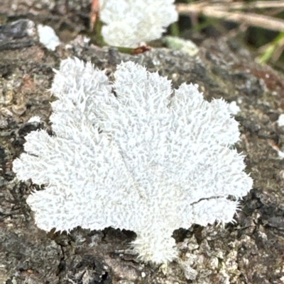 Schizophyllum commune (Split Gill Fungus) at Barren Grounds Nature Reserve - 29 Jun 2024 by lbradley