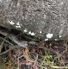 Schizophyllum commune at Barren Grounds Nature Reserve - 29 Jun 2024