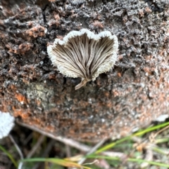 Schizophyllum commune at Barren Grounds Nature Reserve - 29 Jun 2024