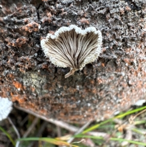 Schizophyllum commune at Barren Grounds Nature Reserve - 29 Jun 2024 11:11 AM