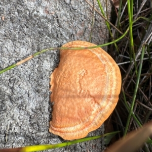 Trametes coccinea at Barren Grounds Nature Reserve - 29 Jun 2024 11:08 AM