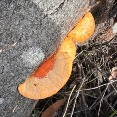 Trametes coccinea at Barren Grounds Nature Reserve - 29 Jun 2024 11:08 AM