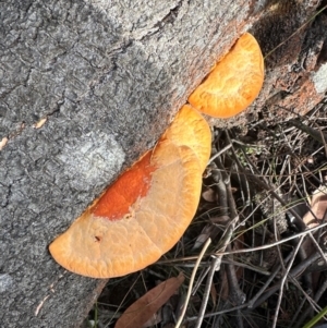 Trametes coccinea at Barren Grounds Nature Reserve - 29 Jun 2024 11:08 AM