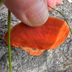 Trametes coccinea at Barren Grounds Nature Reserve - 29 Jun 2024 11:08 AM