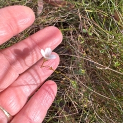 Mitrasacme polymorpha at Barren Grounds Nature Reserve - 29 Jun 2024 10:59 AM