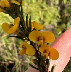 Dillwynia floribunda (Flowery Parrot-pea, Showy Parrot-pea) at Barren Grounds Nature Reserve - 29 Jun 2024 by lbradley