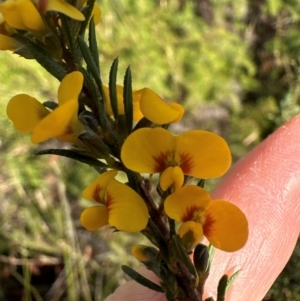 Dillwynia floribunda at Barren Grounds Nature Reserve - 29 Jun 2024 10:51 AM