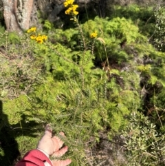 Dillwynia floribunda at Barren Grounds Nature Reserve - 29 Jun 2024 10:51 AM