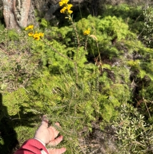 Dillwynia floribunda at Barren Grounds Nature Reserve - 29 Jun 2024 10:51 AM