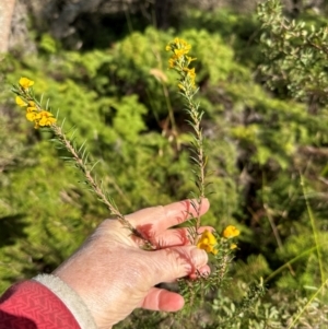 Dillwynia floribunda at Barren Grounds Nature Reserve - 29 Jun 2024 10:51 AM