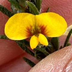 Dillwynia floribunda at Barren Grounds Nature Reserve - 29 Jun 2024 10:51 AM