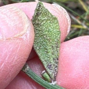 Dampiera stricta at Barren Grounds Nature Reserve - 29 Jun 2024