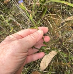 Dampiera stricta at Barren Grounds Nature Reserve - 29 Jun 2024