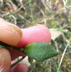 Dampiera stricta at Barren Grounds Nature Reserve - 29 Jun 2024