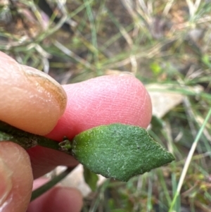 Dampiera stricta at Barren Grounds Nature Reserve - 29 Jun 2024