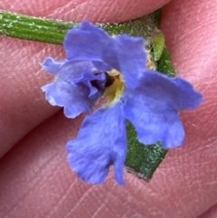 Dampiera stricta at Barren Grounds Nature Reserve - 29 Jun 2024