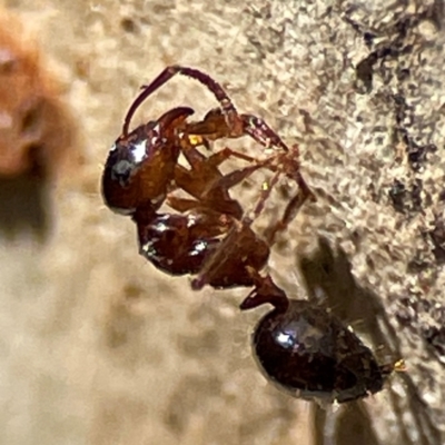 Notoncus hickmani (Yellow Epaulet Ant) at Russell, ACT - 27 Jun 2024 by Hejor1