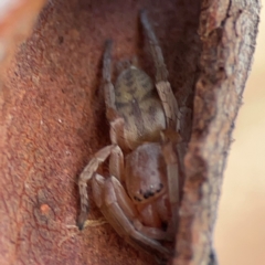 Clubiona sp. (genus) (Unidentified Stout Sac Spider) at Russell, ACT - 27 Jun 2024 by Hejor1