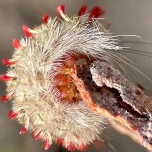 Trichiocercus sparshalli at Russell, ACT - 27 Jun 2024